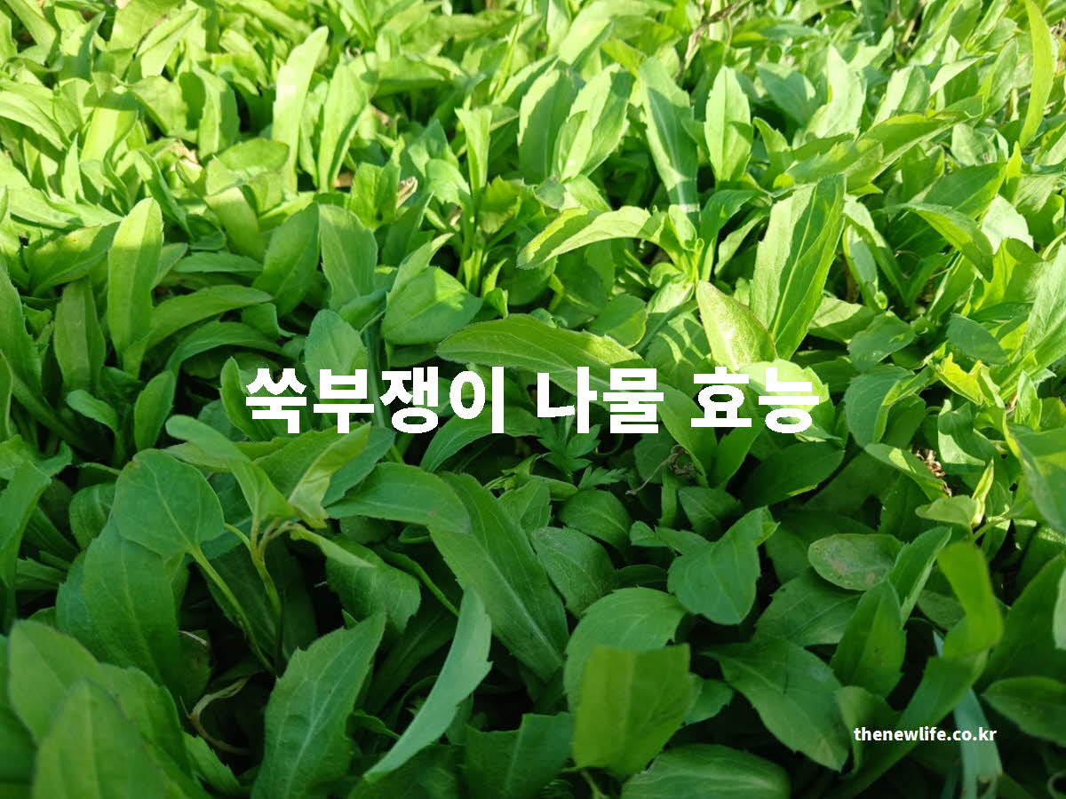 쑥부쟁이 나물 효능 대표 실사진
