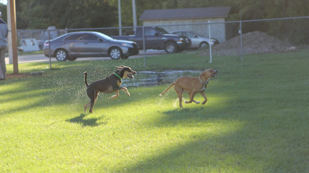 강아지 요관결석 수술, 제거술 증상 원인과 치료 방법, 예방법