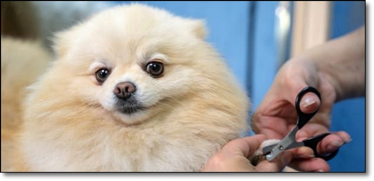 광주반려동물학과