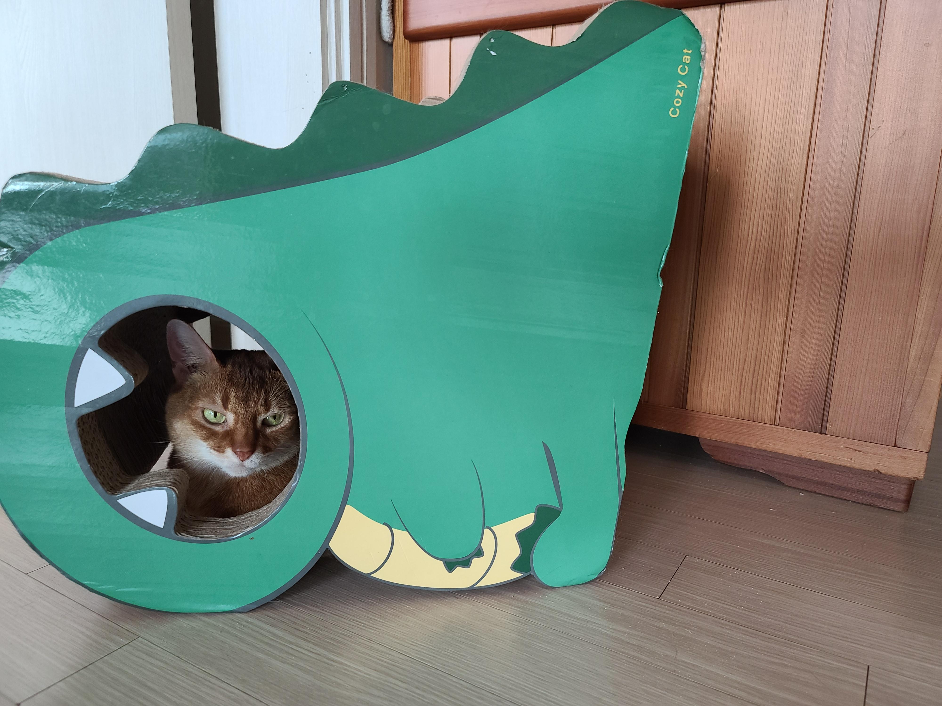 톡소플라즈마, 임산부와 고양이