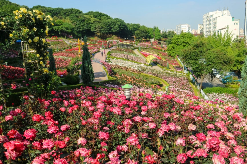 부천 백만송이장미원 장미축제