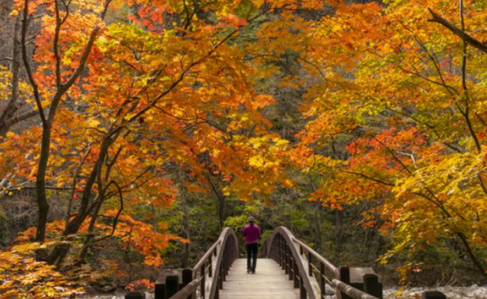 2025 오대산 단풍 절정 시기 공개! 가을 일정 & 인기 등산 코스 TOP 5