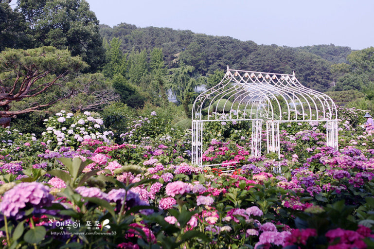 2025 6월 퇴촌 율봄식물원 수국 명소 사진