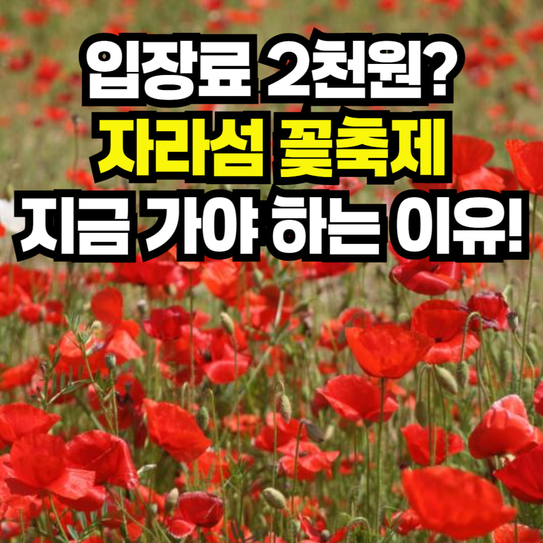 자라섬 꽃축제 2025 입장료 할인과 가평 나들이