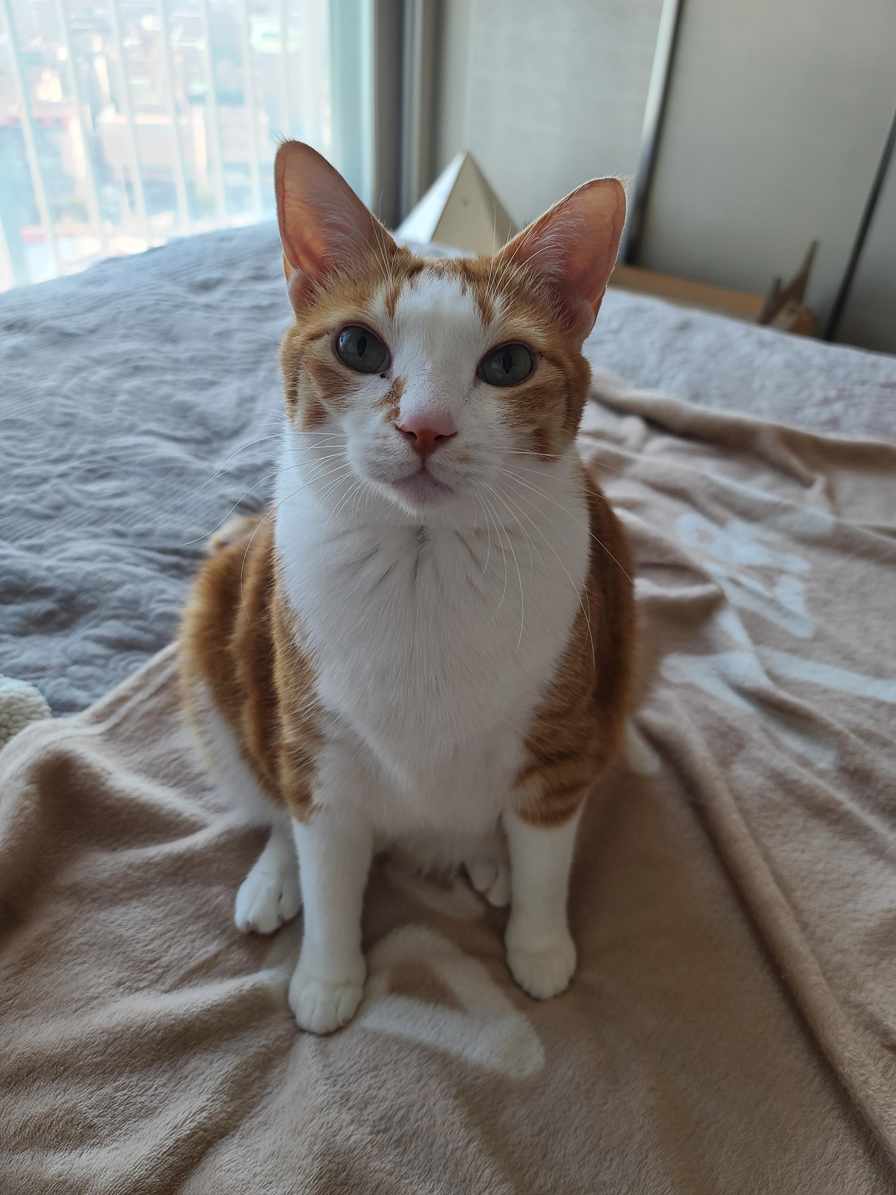 오랜만에 달달한 호야건이 브로맨스 (feat. 막둥이 삐용)