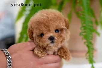 푸들 종류 토이푸들 실버투들 분양 가격 성격_12