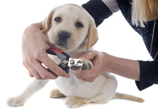 강아지 발톱깎는 모습/출처:어도비스톡