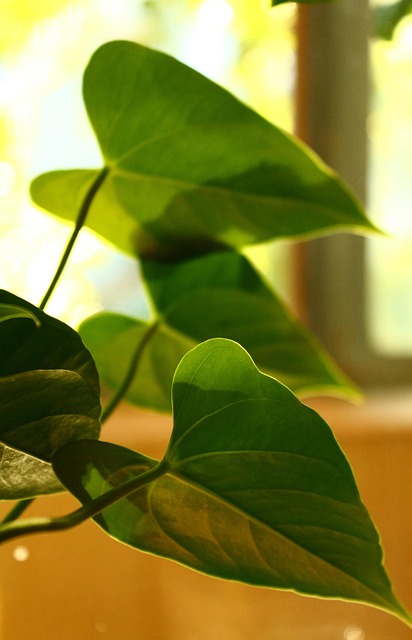 안스리움 클라리네르비움(Anthurium Clarinervium) 관리법