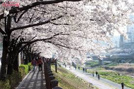 여의도 벚꽃 축제 관련 사진