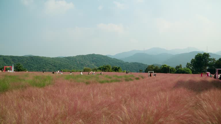 포천 허브아일랜드 가을빛 축제