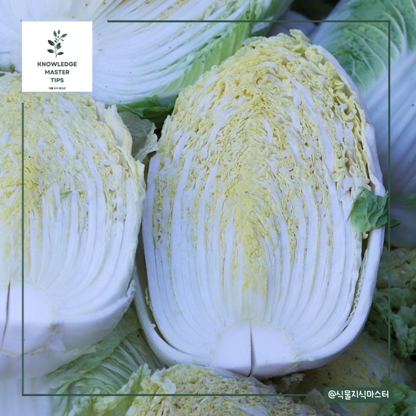 김장배추 선택의 기준