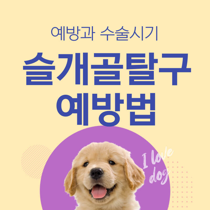 강아지 슬개골탈구예방&#44; 수술시기