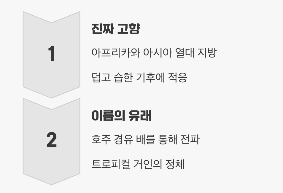 이름에 숨겨진 오해&amp;#44; &amp;#39;호주&amp;#39;에서 오지 않았다