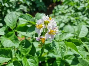 감자 수확시기 지역별 차이와 재배 팁_18