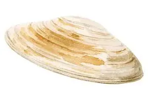 조개