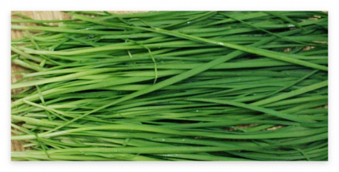 한국의 대표적인 향신료, 부추