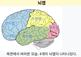 뇌엽 관련 그림