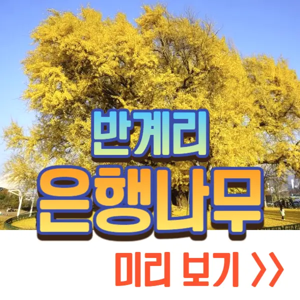 반계리 은행나무