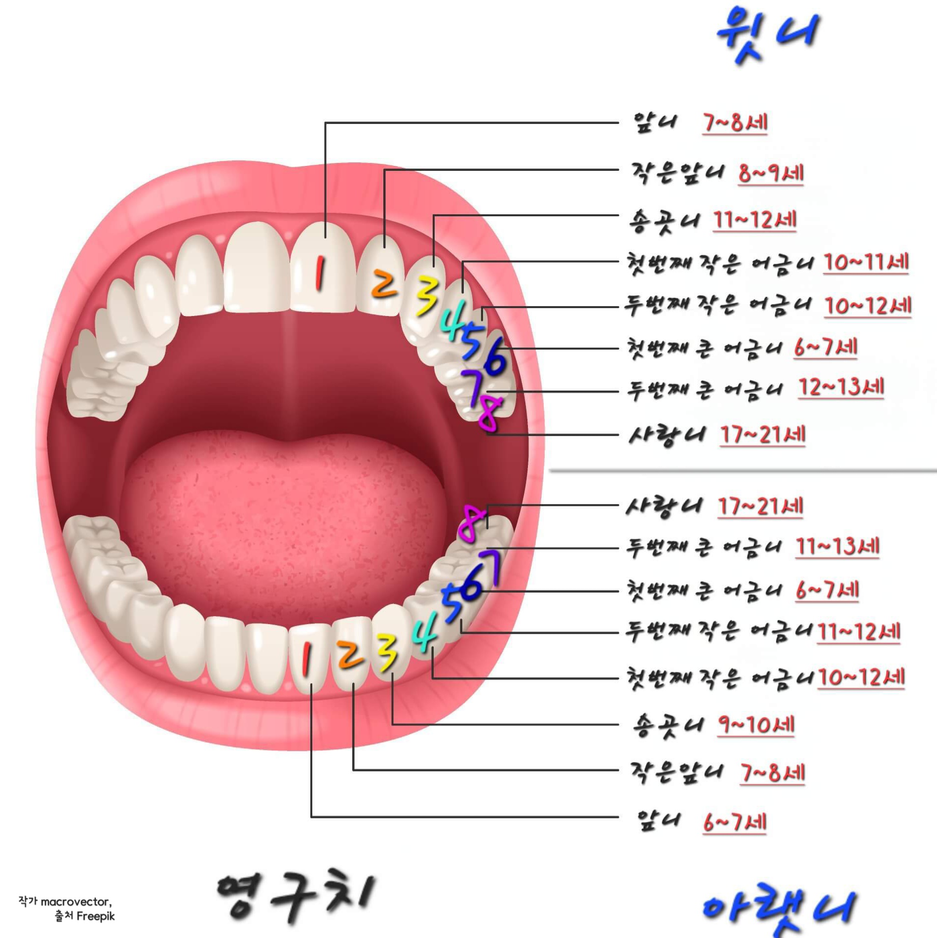 영구치 이름과 맹출시기