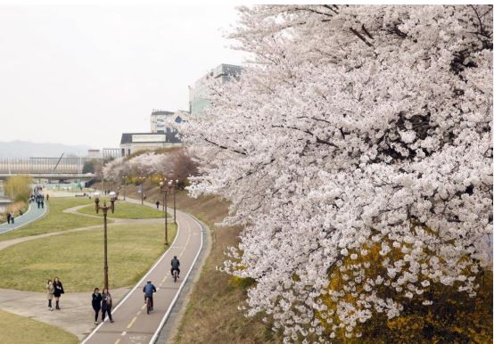 성남 벚꽃