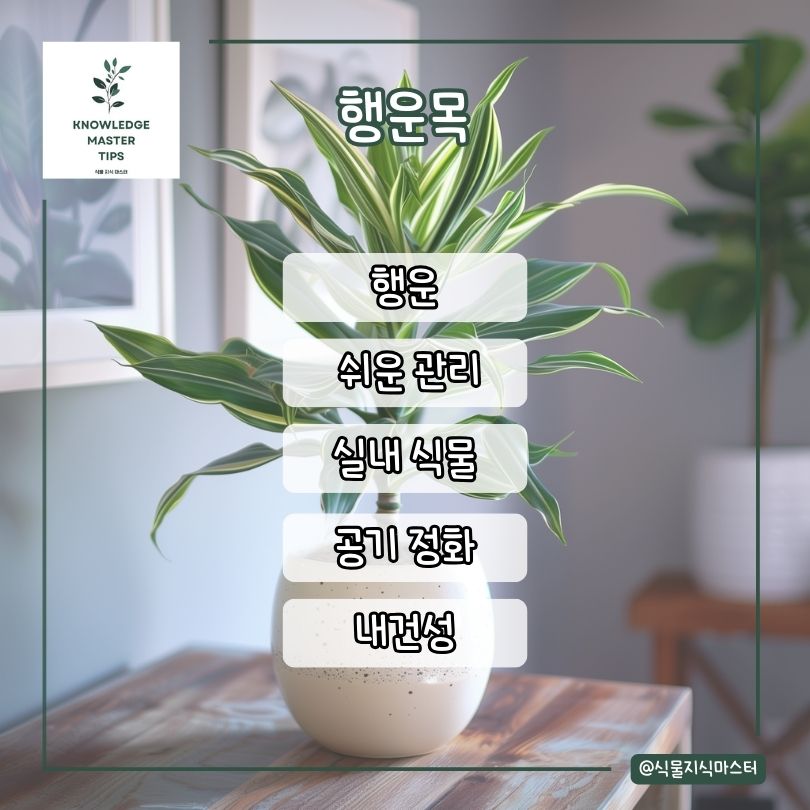 행운목 소개