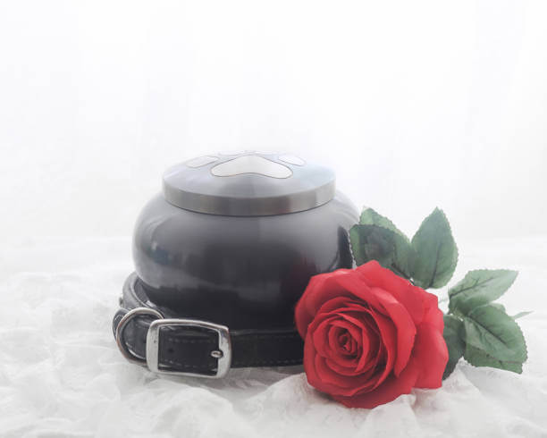 반려동물 장례식장 비용, 얼마나 들까요? 미리 알아두면 도움이 됩니다