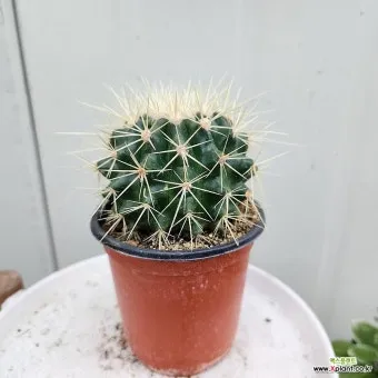 금호선인장 키우는 법, 물주기, 분갈이, 월동, 꽃_47