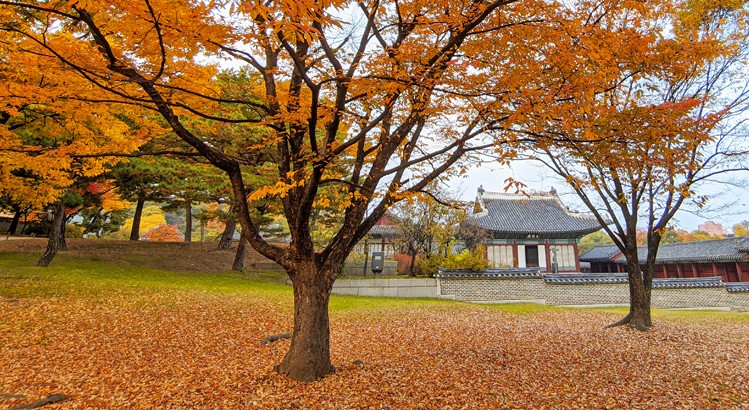 [단풍명소] 가을 여행지 베스트 50 - 서울, 경기도, 충남, 충북, 경북, 경남, 전남, 전북, 강원도, 제주