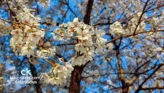 DSLR 카메라 꽃 촬영 접사 거리 합초 요령_7