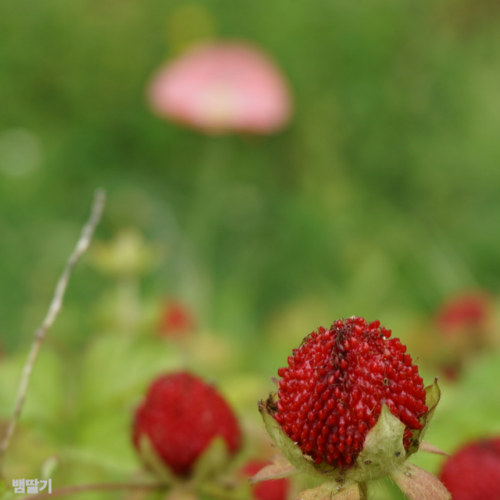 뱀딸기