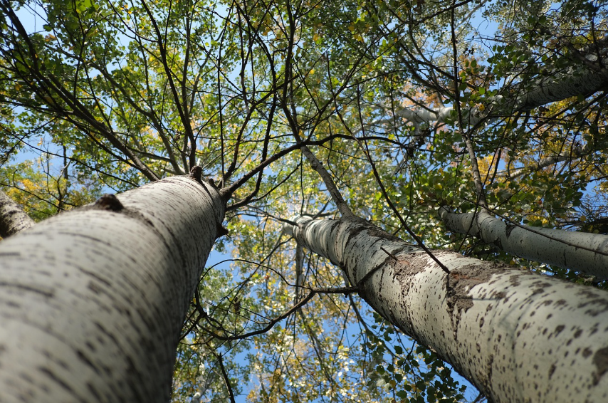 자작나무 숲 관련 사진