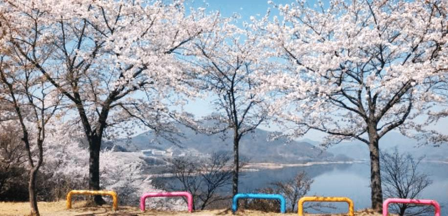 제천 청풍호 벚꽃