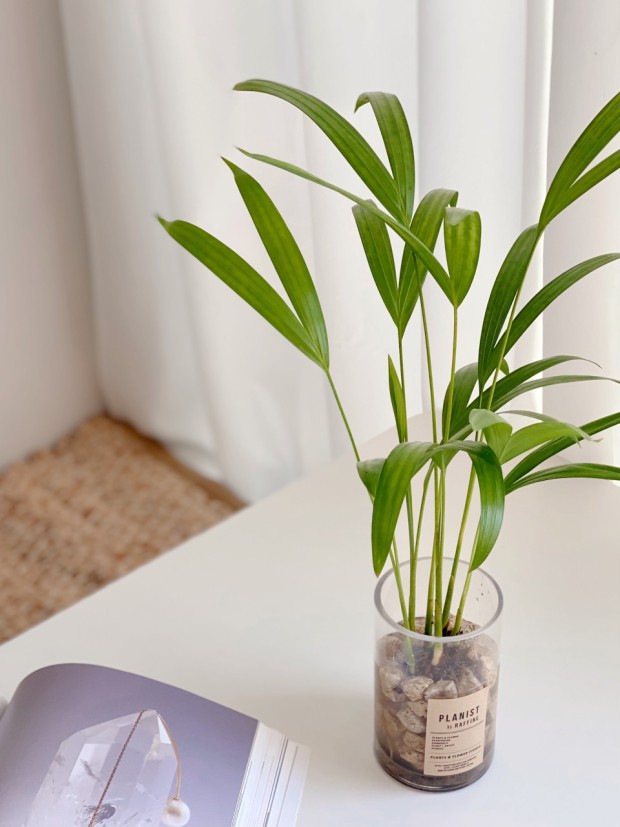 아레카야자온도