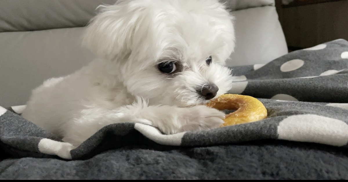 적절한-운동과-사료-및-간식-변경으로-저체중에서-보통체중으로-살찌우기를-성공한-강아지