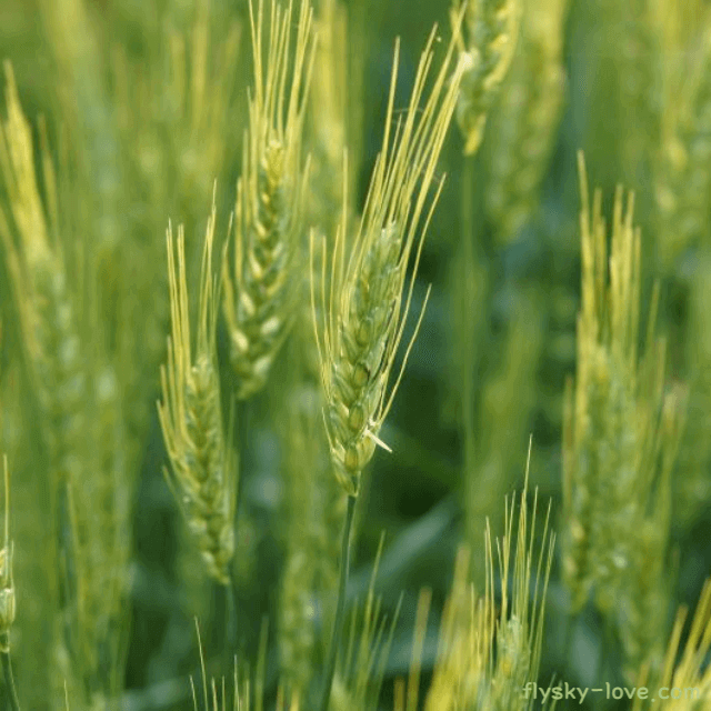 청보리 고르는 법