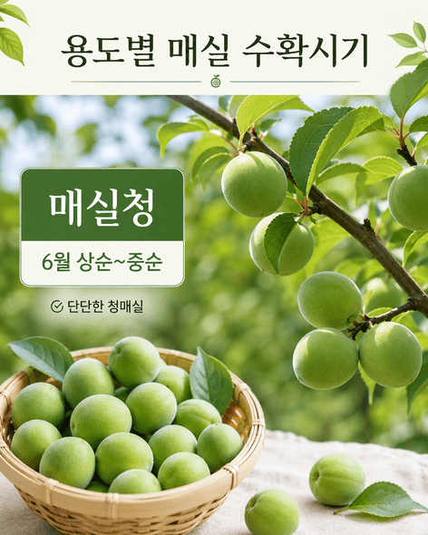 매실수확시기