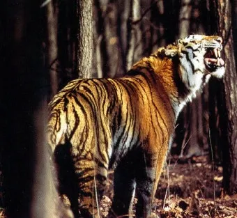 우수리 불곰 특징 성격 서식지_13