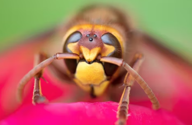 말벌에 쏘였을 때 응급처치, 말벌 퇴치법, 말벌퇴치비용, 말벌퇴치제