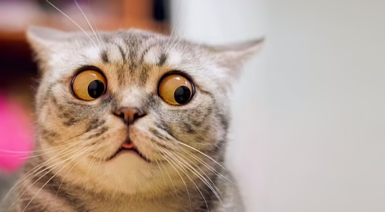 고양이들, 300개의 얼굴 표정 가지고 있어...강아지와는 비교도 안돼! VIDEO: Cats have nearly 300 facial expressions, including a 'play face' they share with humans, study finds