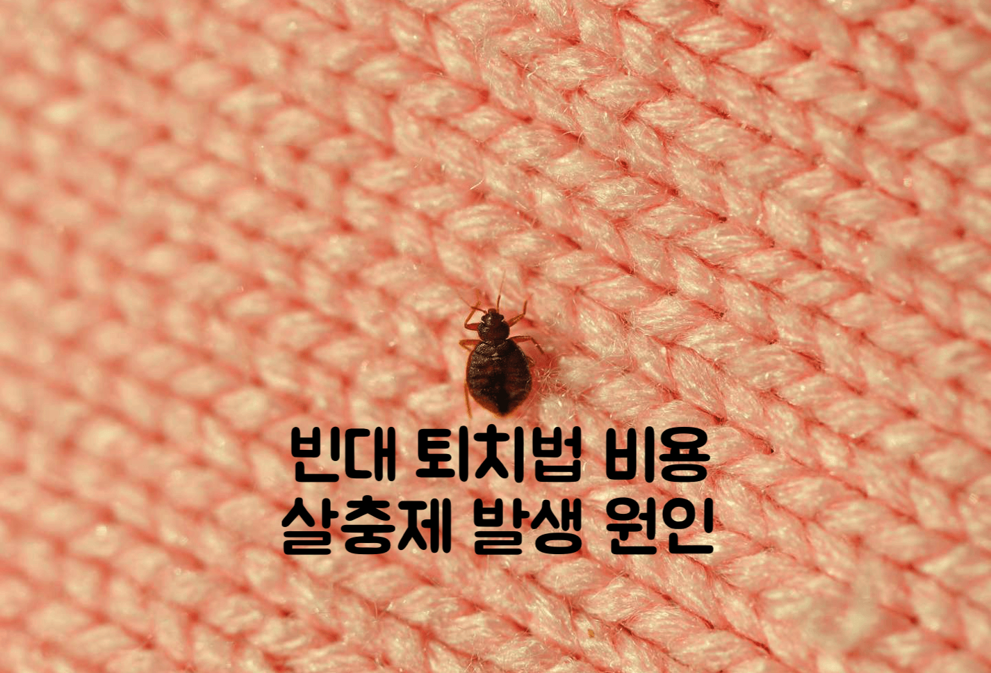 빈대 퇴치법