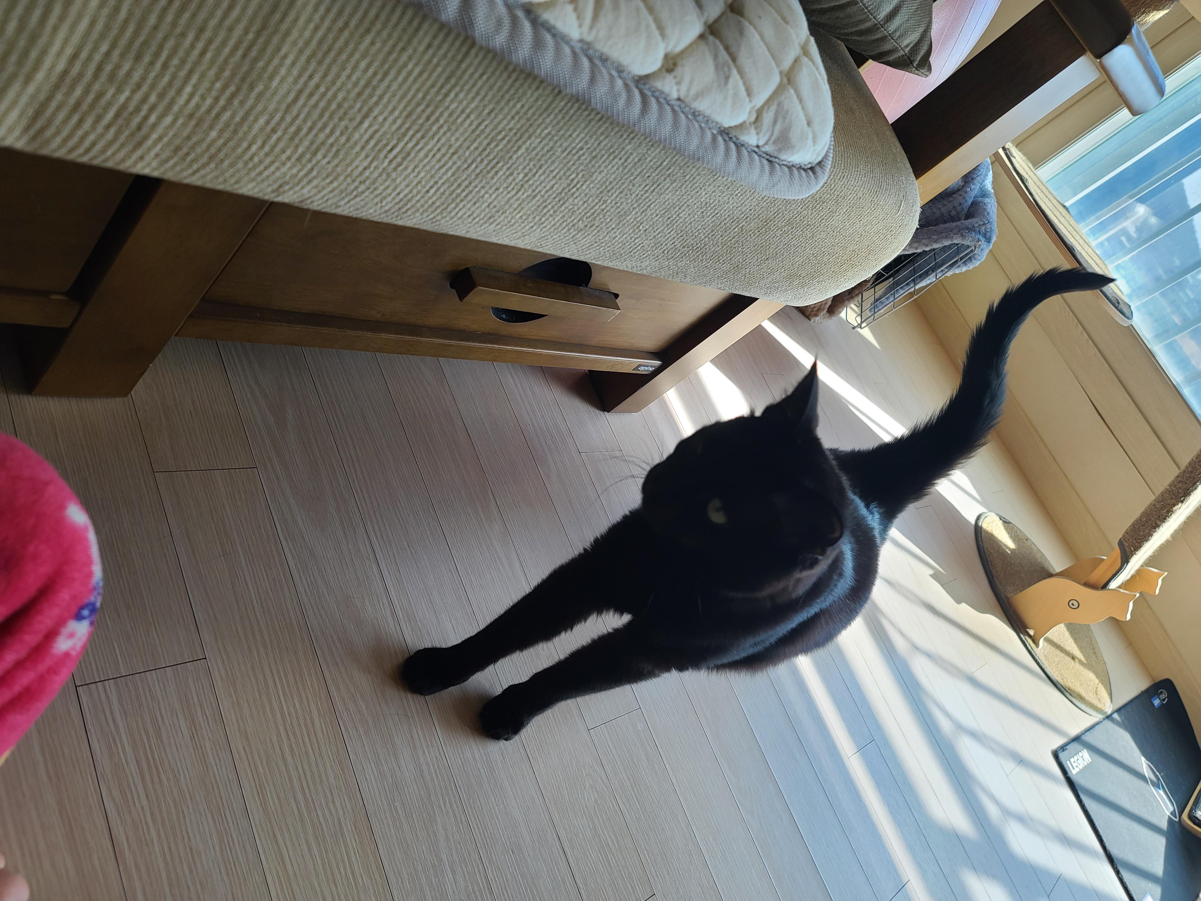 엄마 목소리에 꾹꾹이+골골송은 자동인 루나 (feat.질투대마왕 건이)