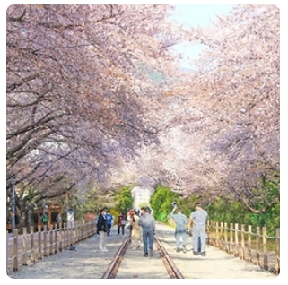 벚꽃 축제 일정 2024 벚꽃 만개 시기