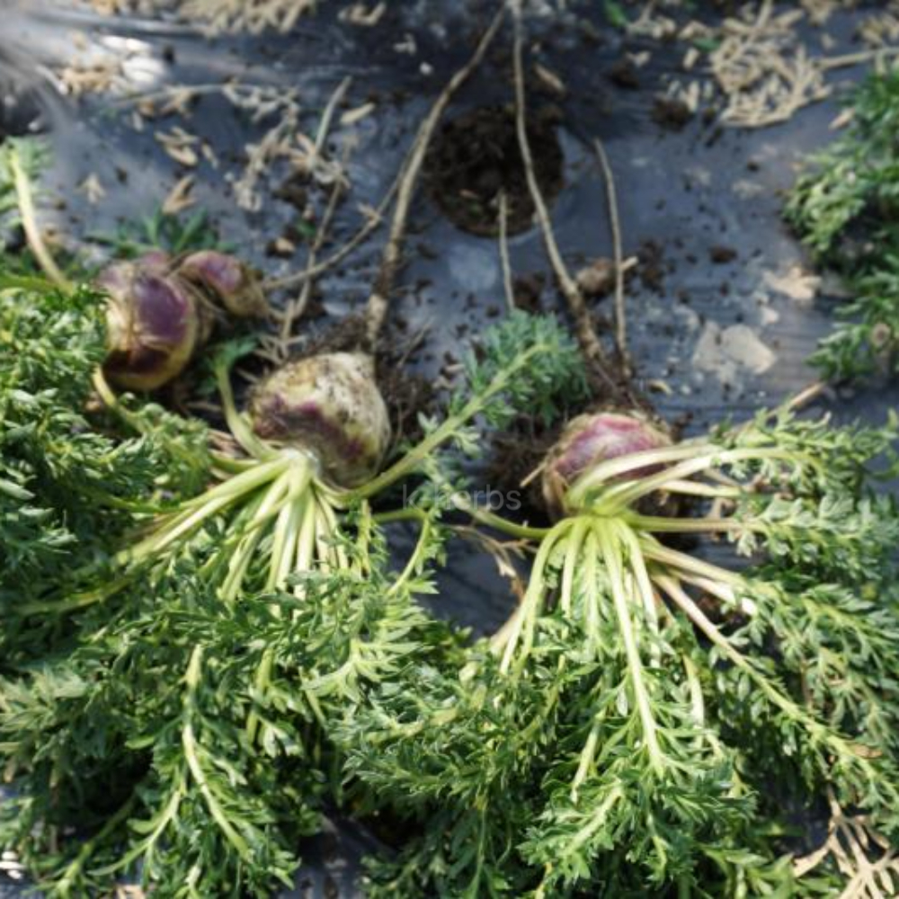 막 수확한 마카