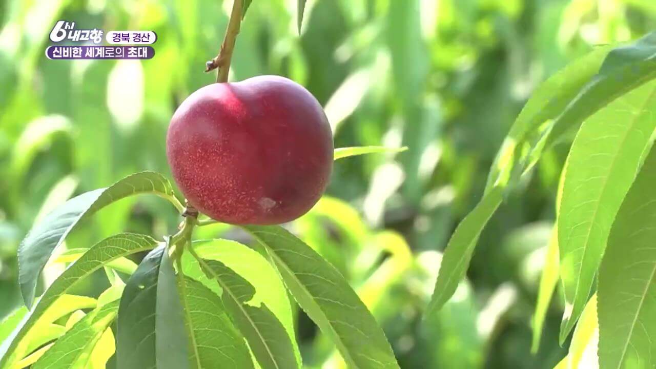6시내고향 경산 신비복숭아