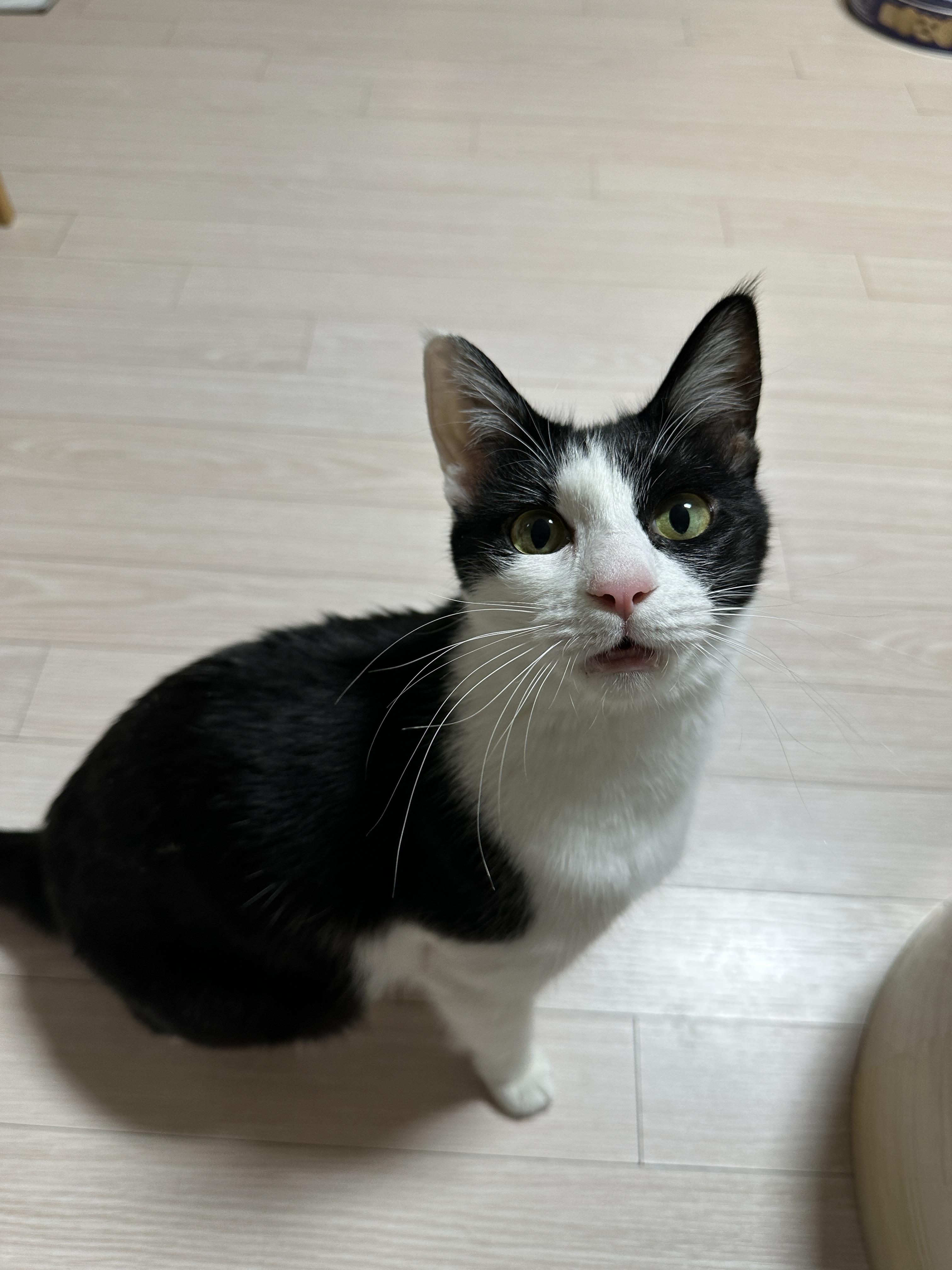 마음이 급한 두리와 그런 두리가 귀여운 집사(feat.먼저 뛰어가지 말라고오 ㅋㅋㅋ)