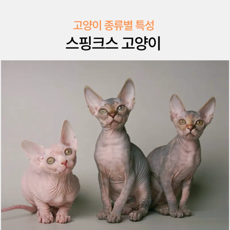스핑크스 고양이 유전병_4