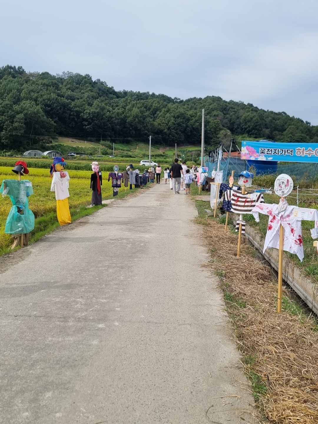 가덕 코스모스 (청주 코스모스길)