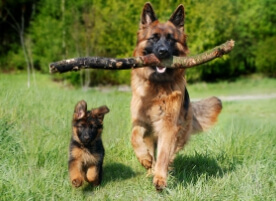 강아지 중성화 수술