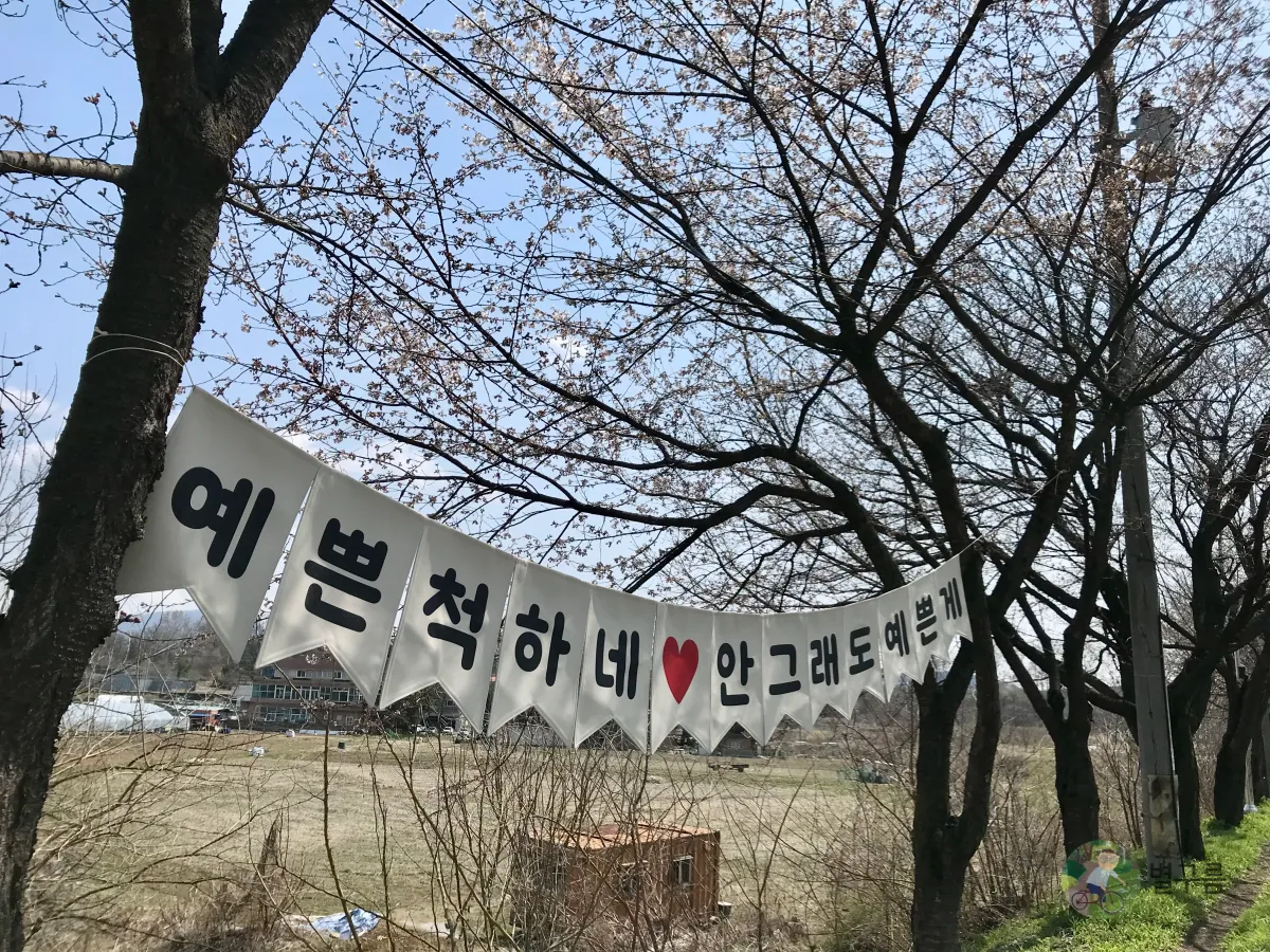 양평-갈산공원-벚꽃-산책길