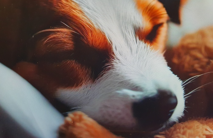 편안하게-잠들어있는-강아지